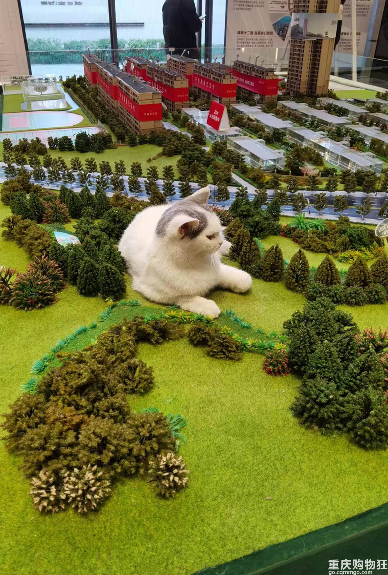 售房部的猫猫好可爱，随便乱摸都不动