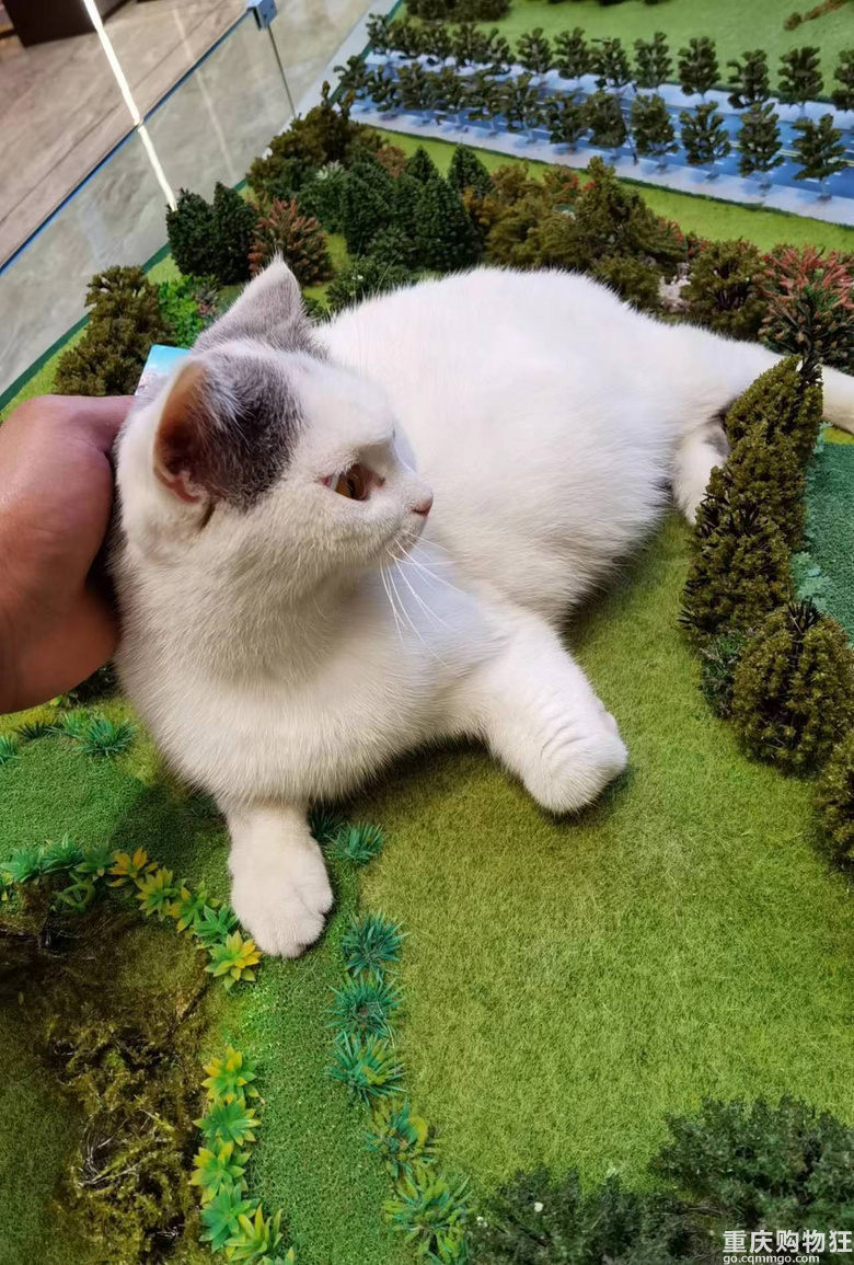 售房部的猫猫好可爱，随便乱摸都不动