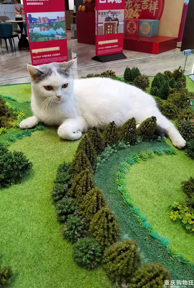 售房部的猫猫好可爱，随便乱摸都不动
