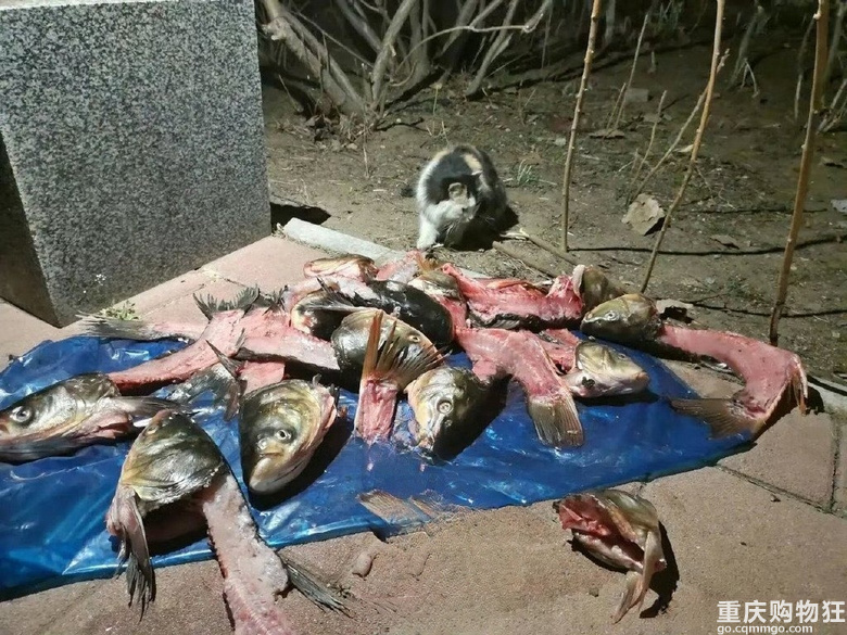 有些好心人喂流浪猫的方式别太荒谬了