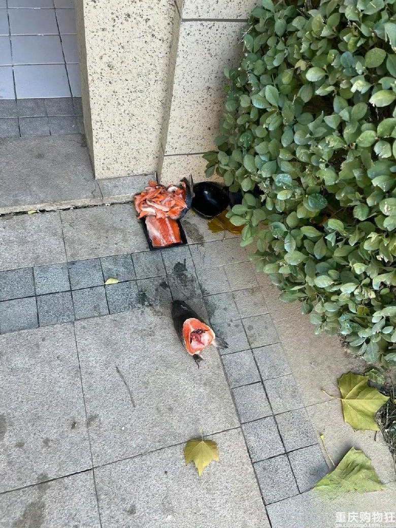 有些好心人喂流浪猫的方式别太荒谬了