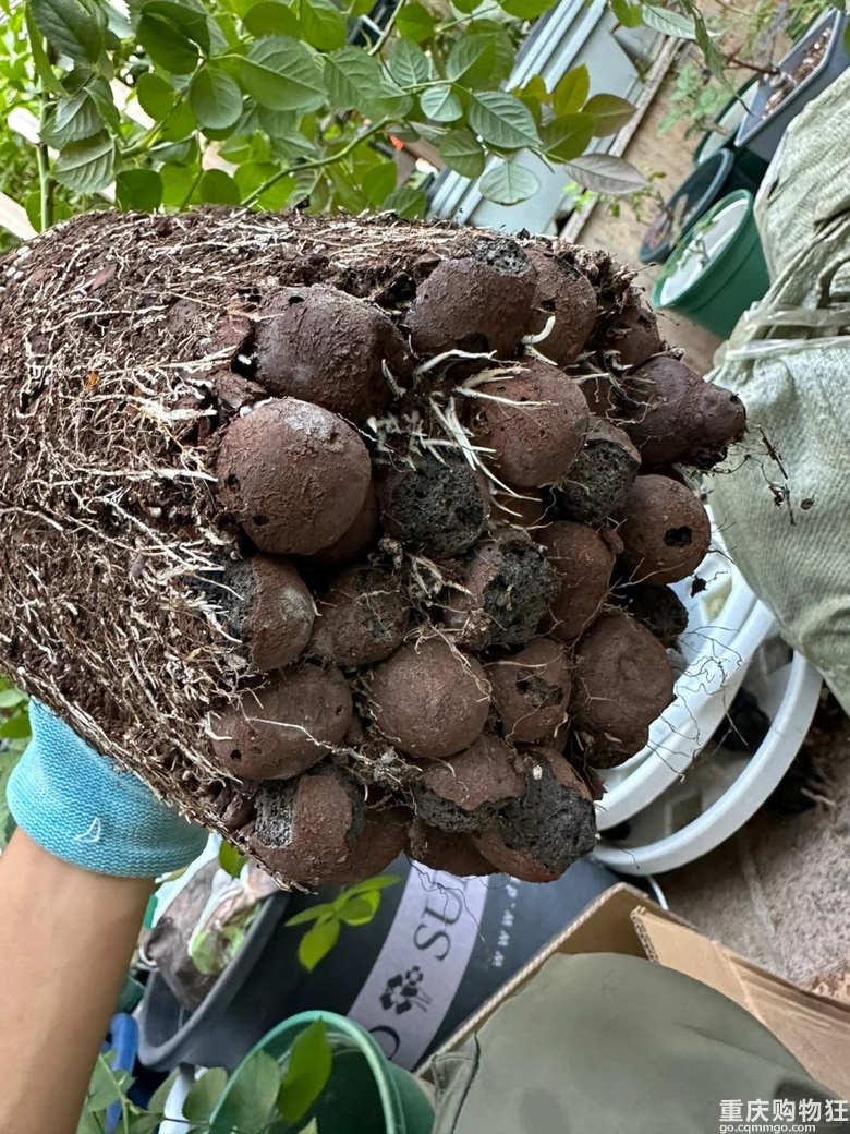 你们花盆里面 垫的陶粒还是土工布呀，听说陶粒不好？
