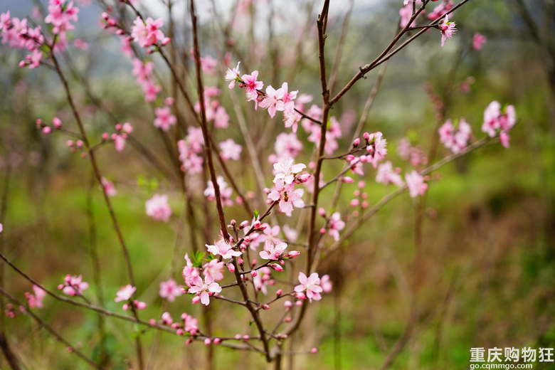 漫山遍野李花开，铁厂沟的李花又开了
