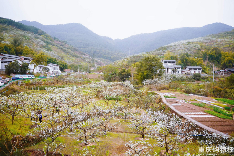 漫山遍野李花开，铁厂沟的李花又开了
