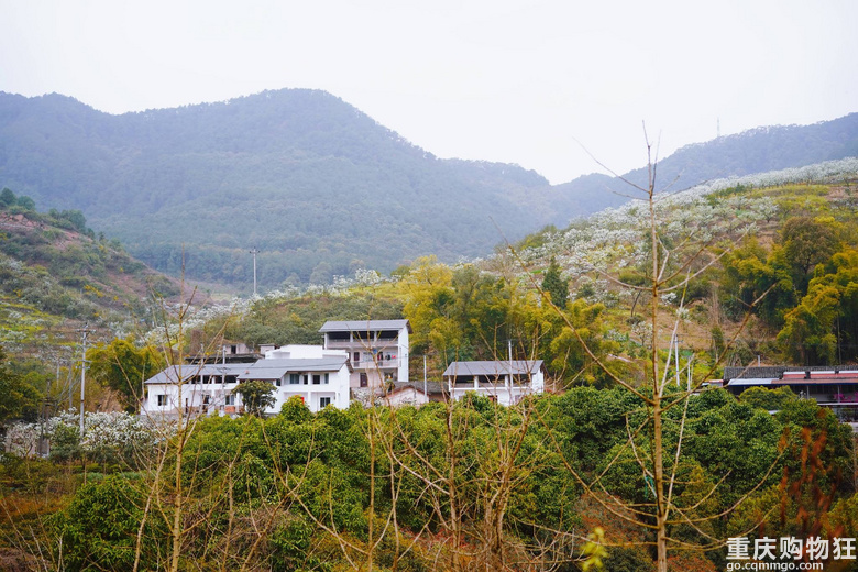 漫山遍野李花开，铁厂沟的李花又开了