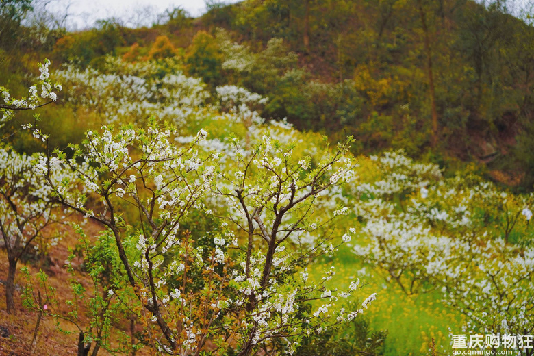 漫山遍野李花开，铁厂沟的李花又开了