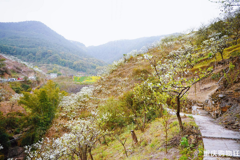 漫山遍野李花开，铁厂沟的李花又开了