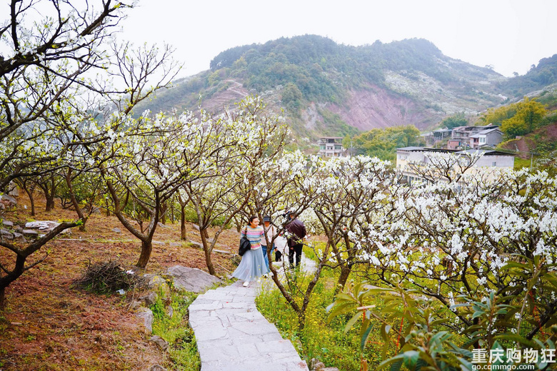 漫山遍野李花开，铁厂沟的李花又开了