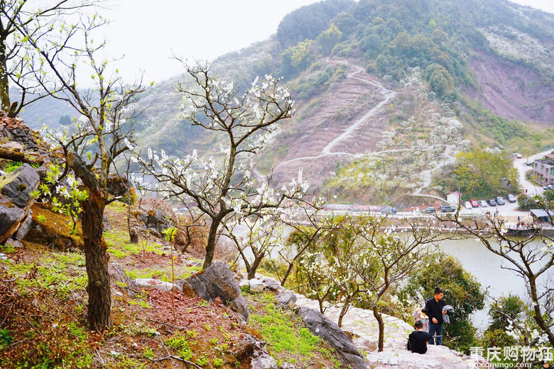 漫山遍野李花开，铁厂沟的李花又开了