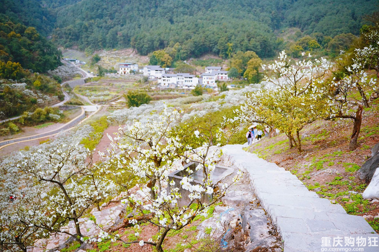 漫山遍野李花开，铁厂沟的李花又开了