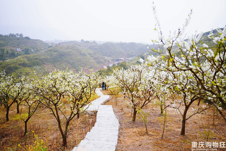 漫山遍野李花开，铁厂沟的李花又开了