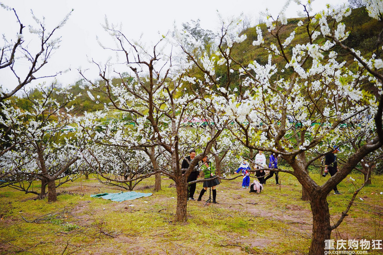 漫山遍野李花开，铁厂沟的李花又开了