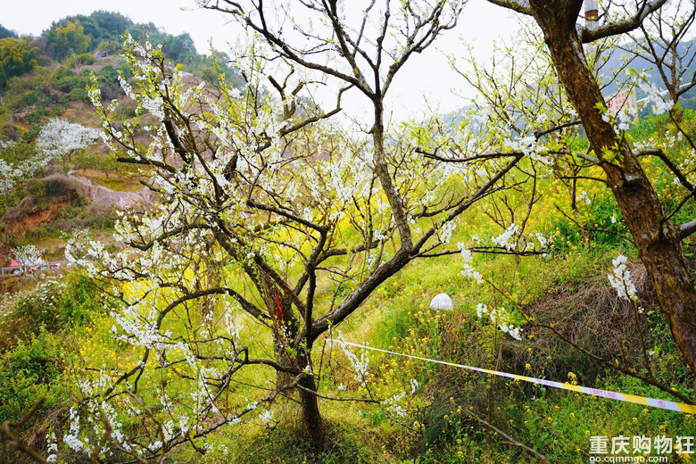 漫山遍野李花开，铁厂沟的李花又开了