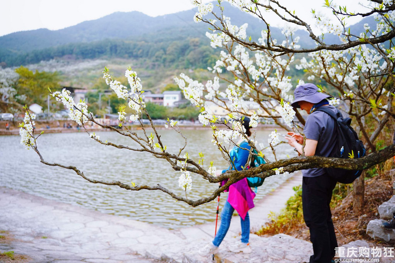 漫山遍野李花开，铁厂沟的李花又开了