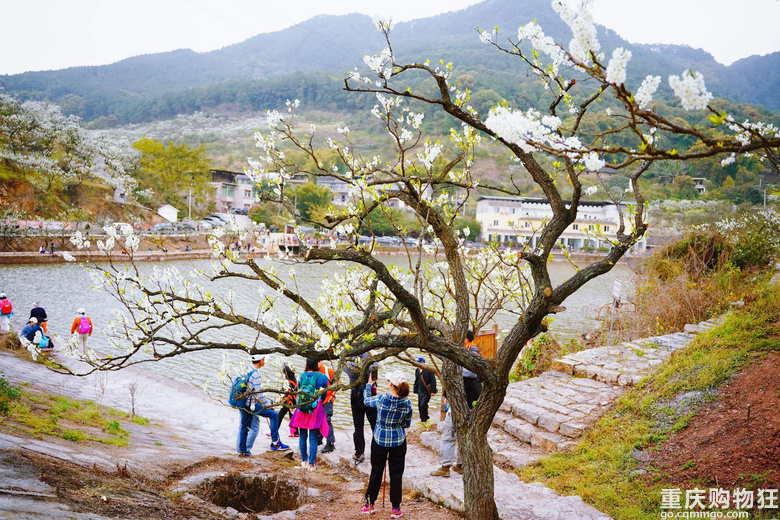漫山遍野李花开，铁厂沟的李花又开了