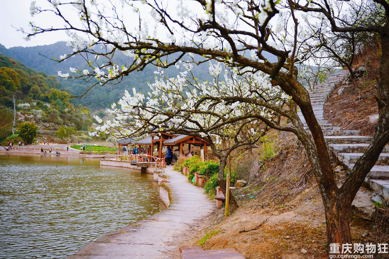 漫山遍野李花开，铁厂沟的李花又开了