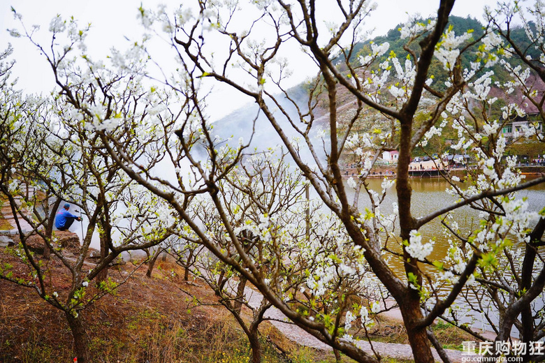 漫山遍野李花开，铁厂沟的李花又开了