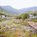 漫山遍野李花开，铁厂沟的李花又开了
