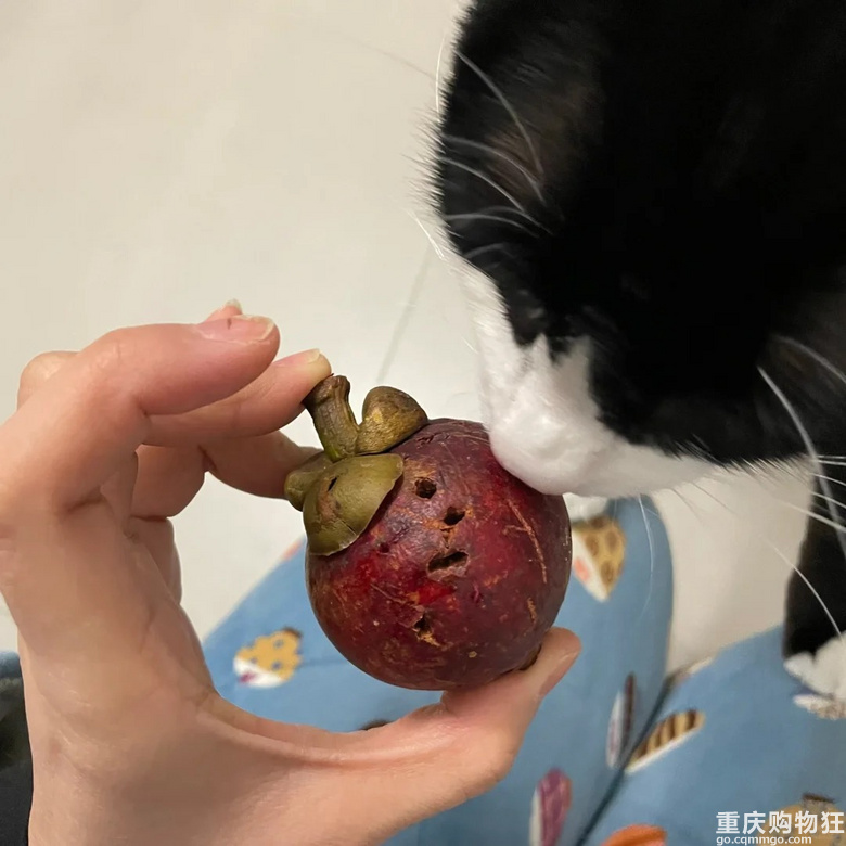 猫咪喜欢吃山竹吗？？