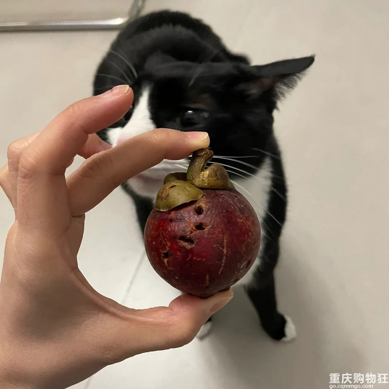 猫咪喜欢吃山竹吗？？