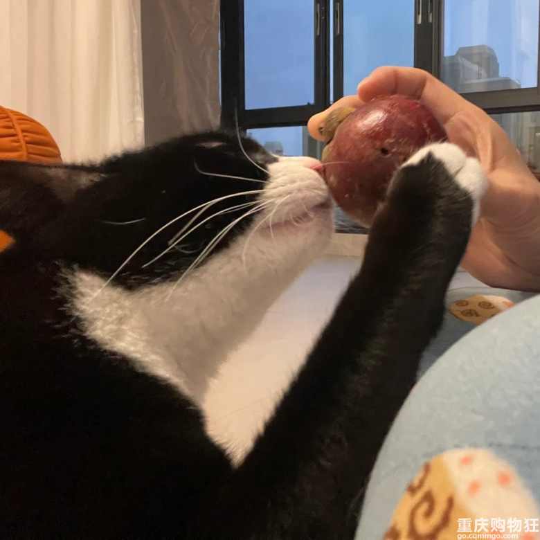 猫咪喜欢吃山竹吗？？