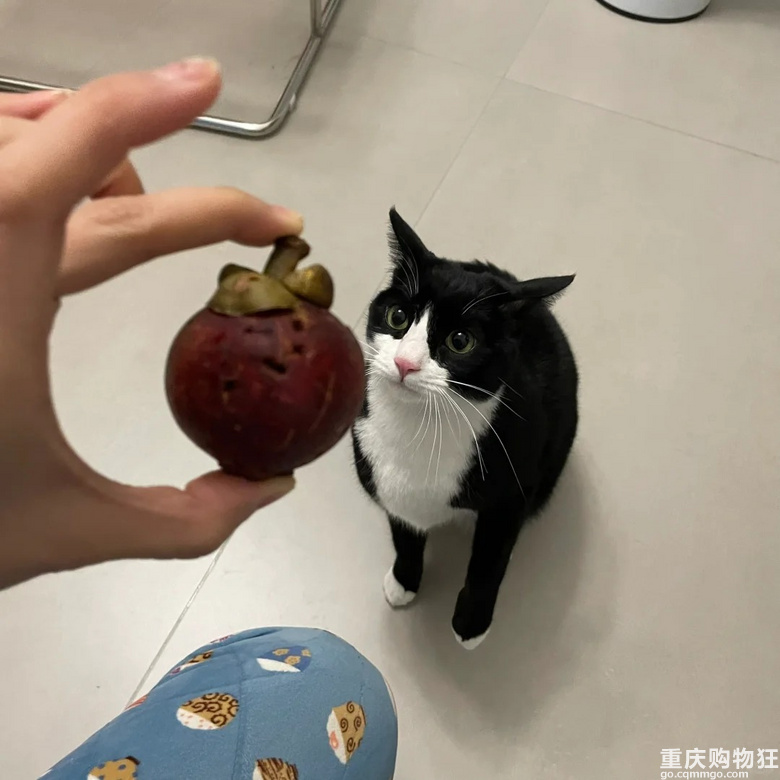 猫咪喜欢吃山竹吗？？