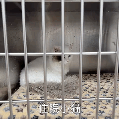 ���Č����t(y��)����һ�죺���ء�؈؈���������o(h��)����ճ�