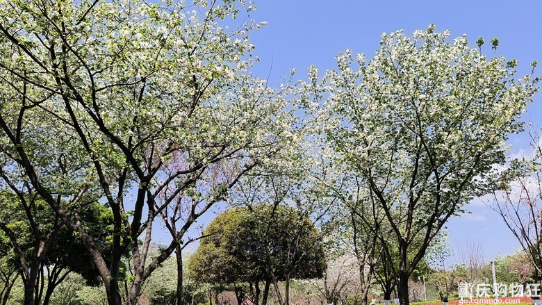美丽的中央公园