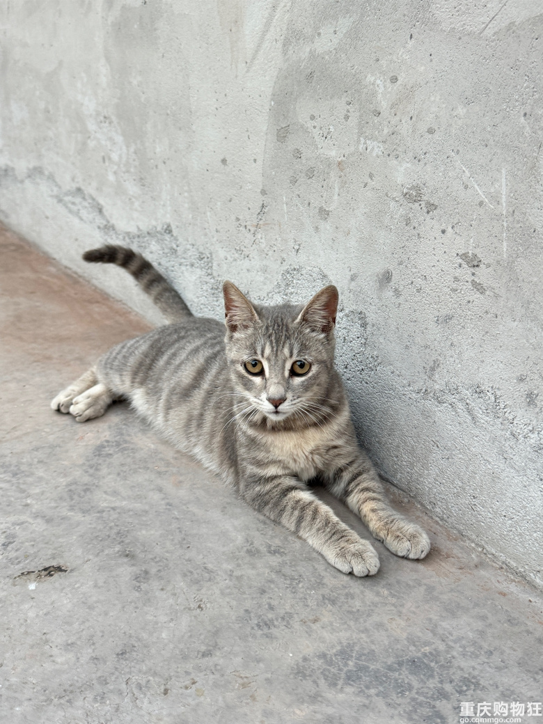 怎么知道猫怀孕了，看图一点也不像