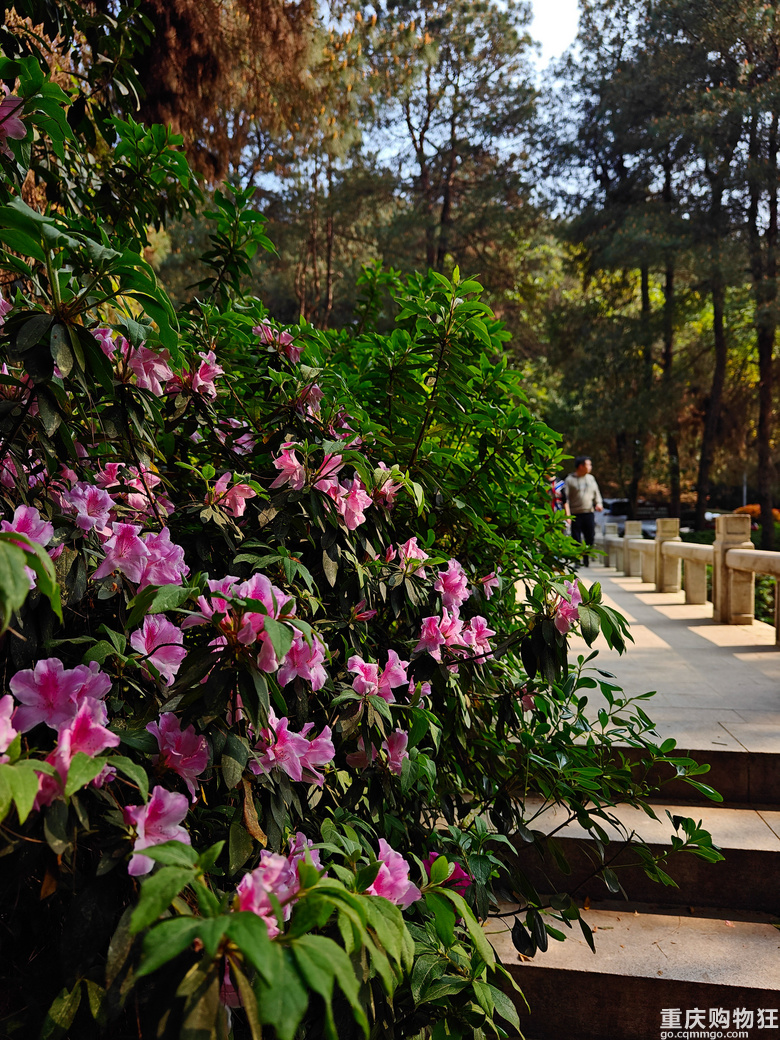 铁山坪.杜鹃花