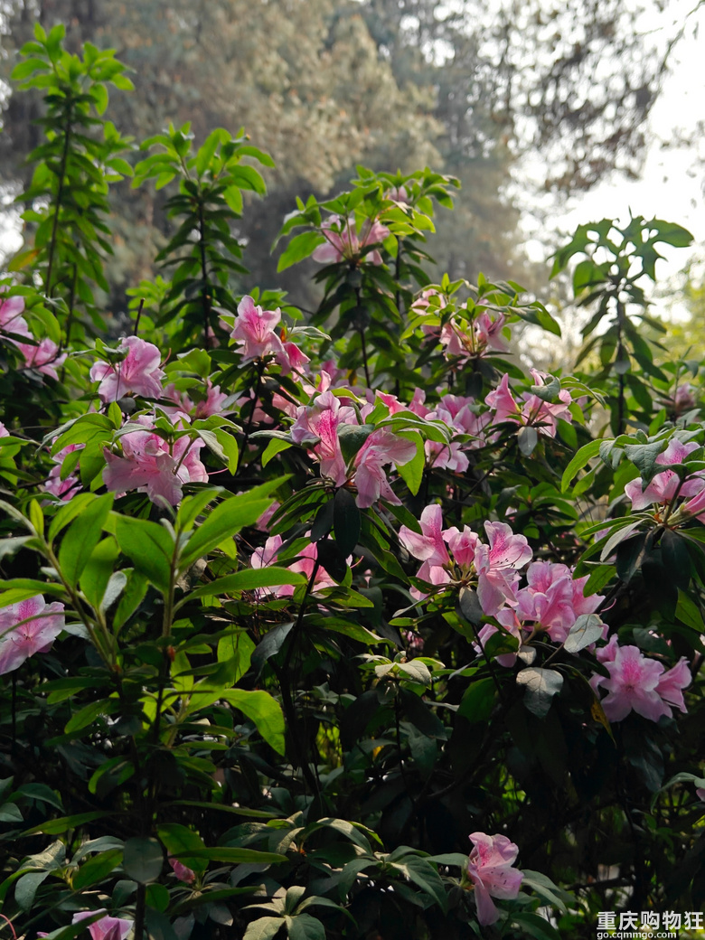 铁山坪.杜鹃花