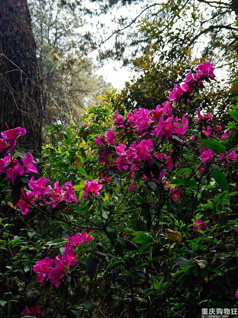 铁山坪.杜鹃花