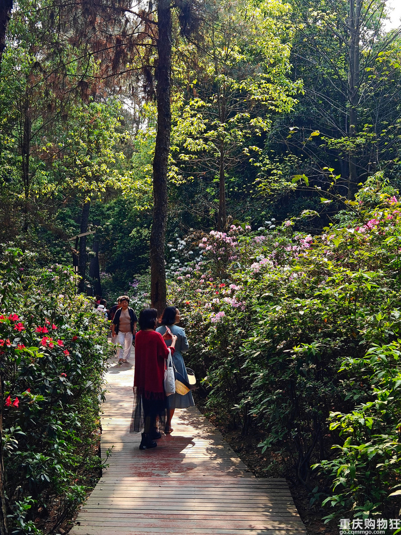 铁山坪.杜鹃花