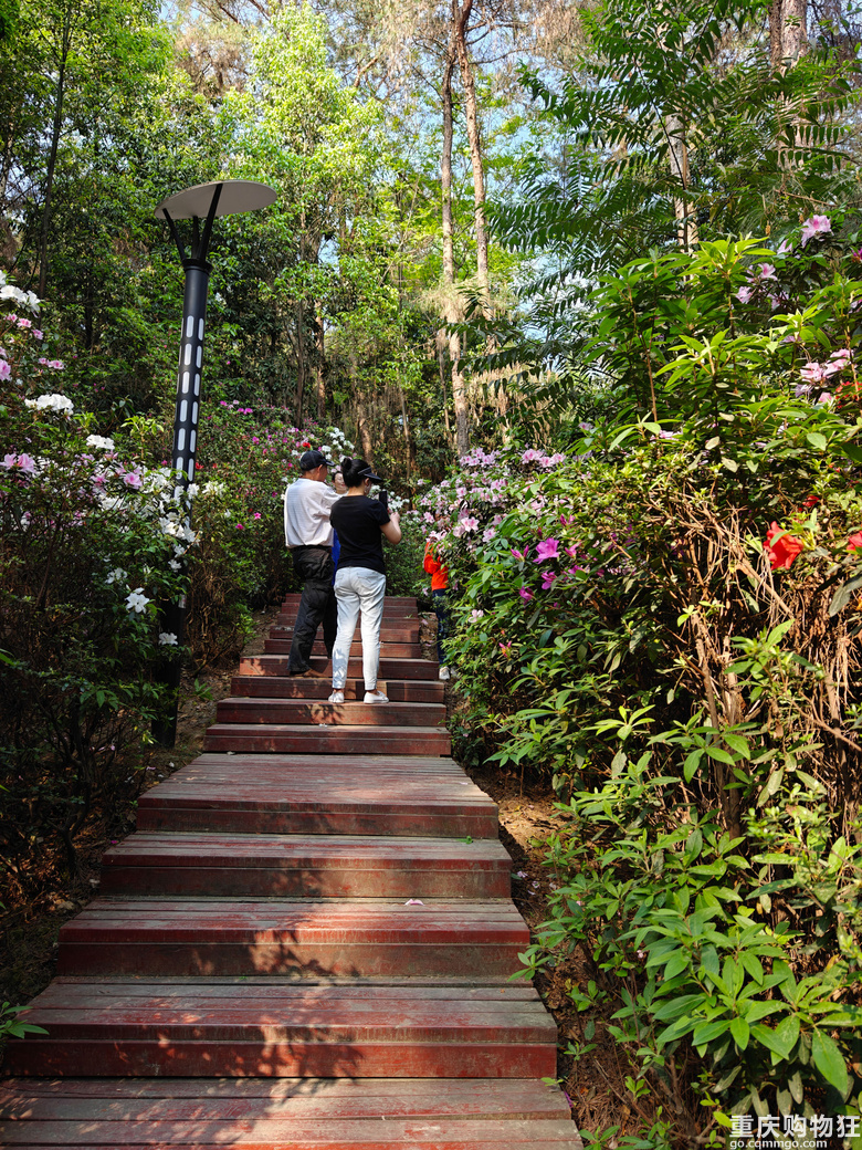 铁山坪.杜鹃花