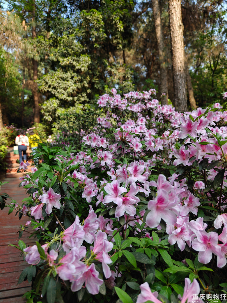 铁山坪.杜鹃花