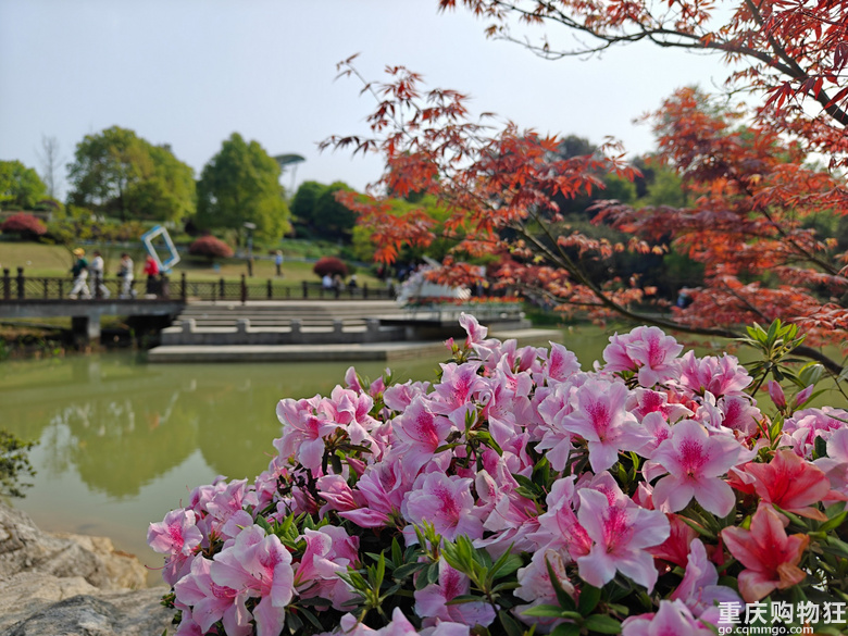 铁山坪.杜鹃花