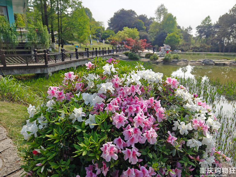 铁山坪.杜鹃花