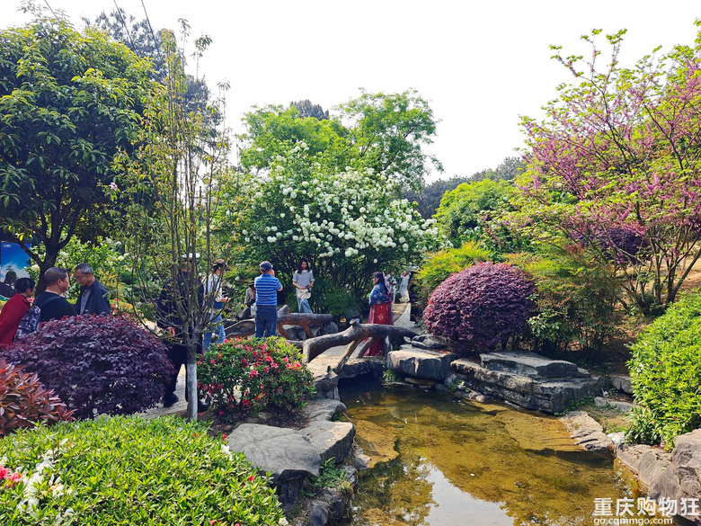 铁山坪.杜鹃花
