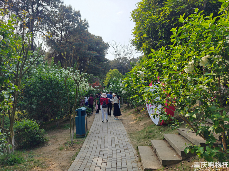铁山坪.杜鹃花