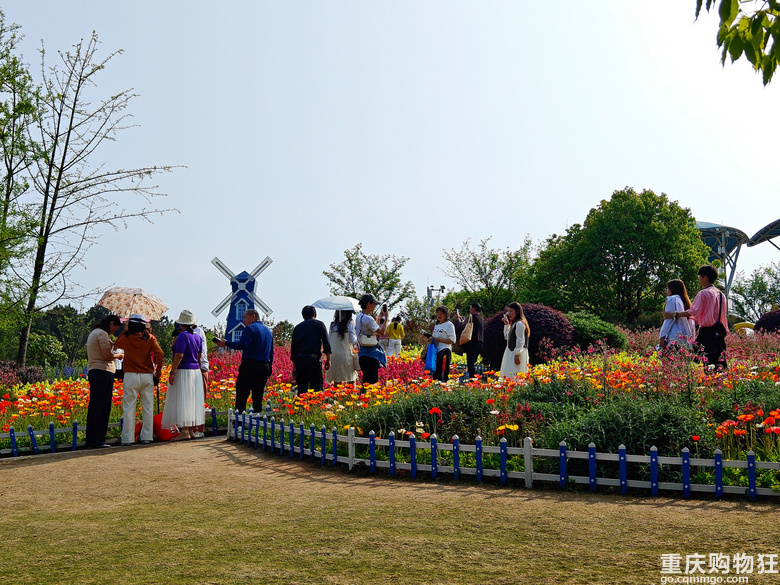 铁山坪.杜鹃花