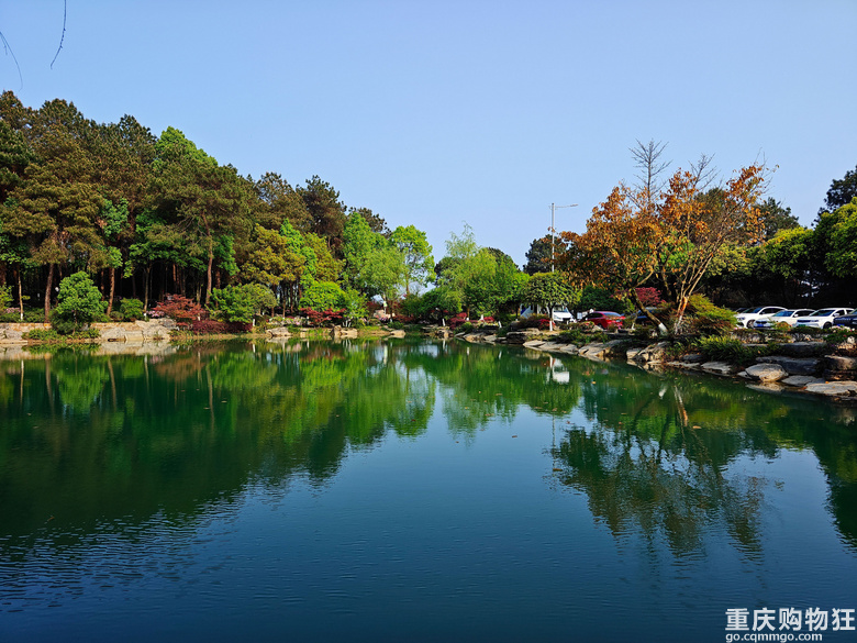 铁山坪.杜鹃花