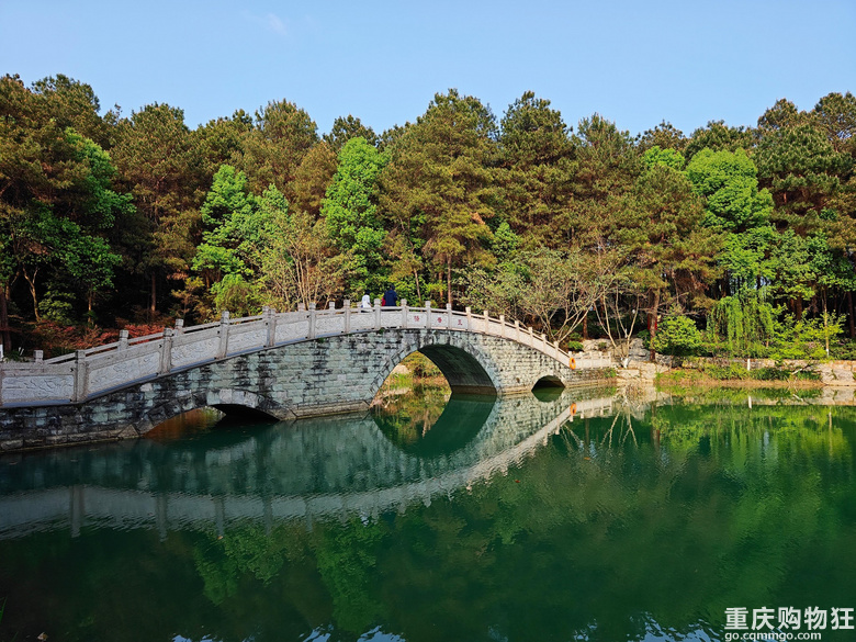 铁山坪.杜鹃花