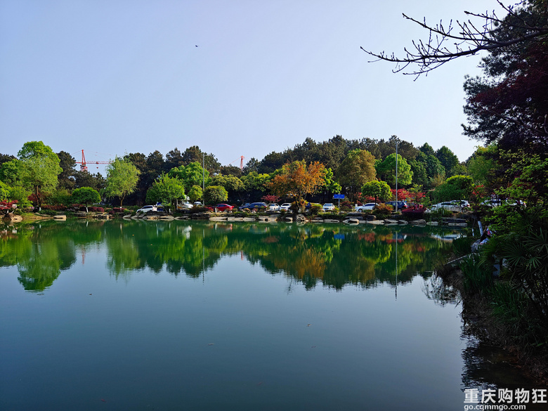 铁山坪.杜鹃花