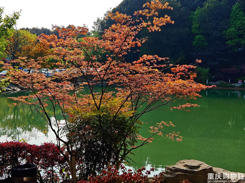 铁山坪.杜鹃花
