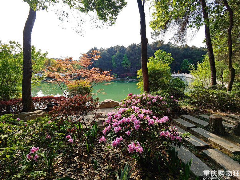 铁山坪.杜鹃花