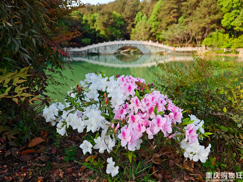铁山坪.杜鹃花