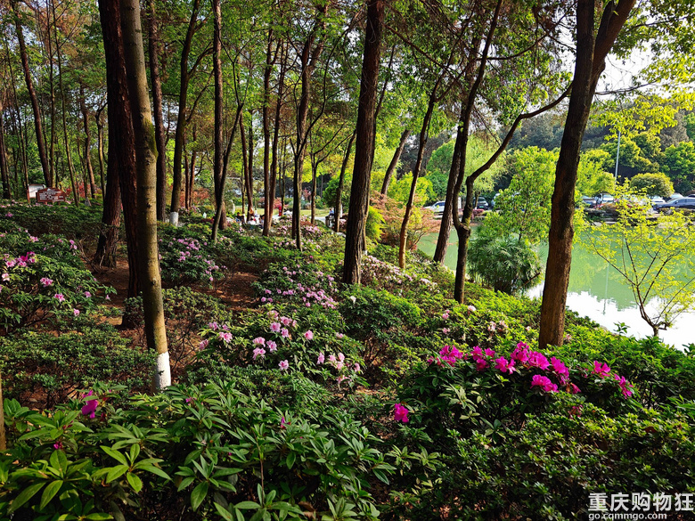 铁山坪.杜鹃花