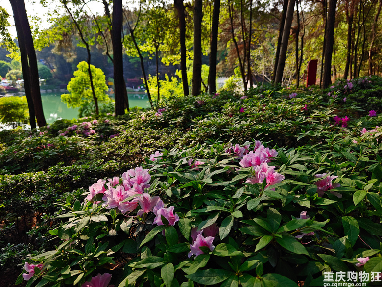 铁山坪.杜鹃花