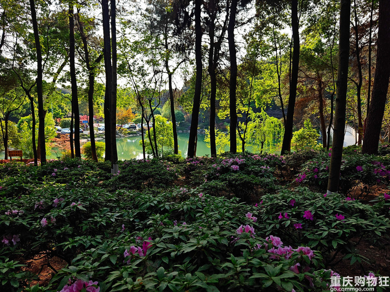 铁山坪.杜鹃花