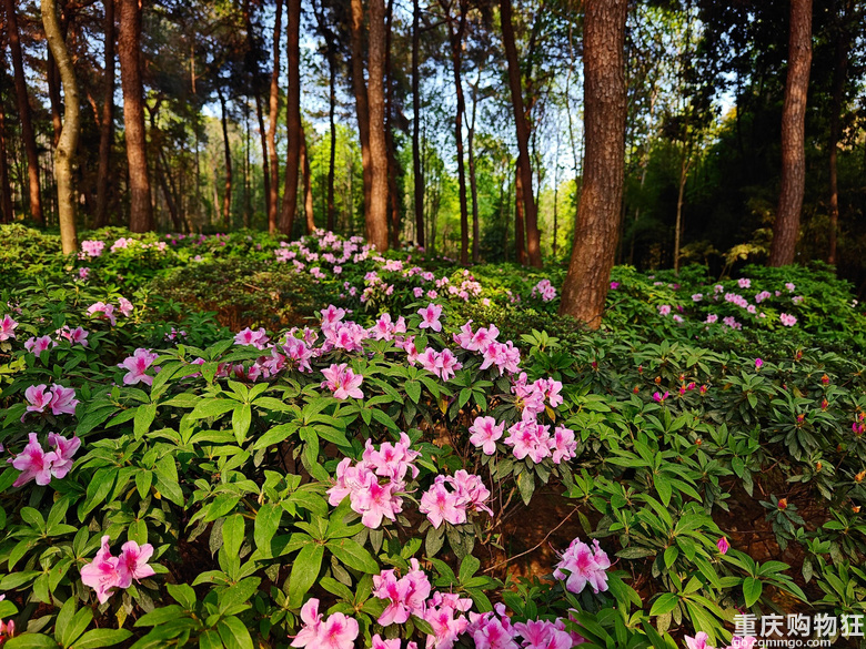 铁山坪.杜鹃花